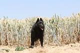 SCHIPPERKE 086